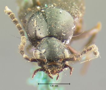 Media type: image;   Entomology 7295 Aspect: head frontal view
